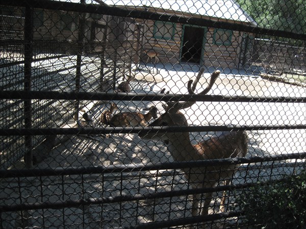 133.Николаевский зоопарк.